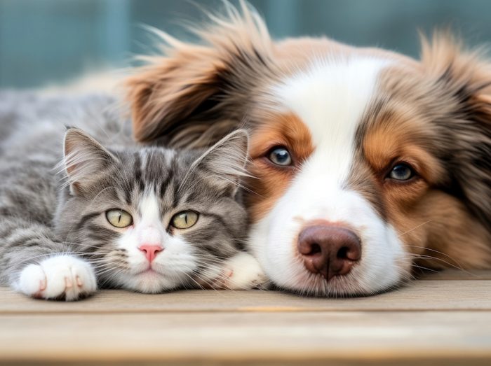 Cat and dog lying together
